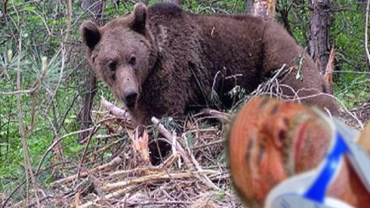 Artvin'de Ayı Saldırısı: Kahraman Vatandaş Nacakla Hayatını Kurtardı