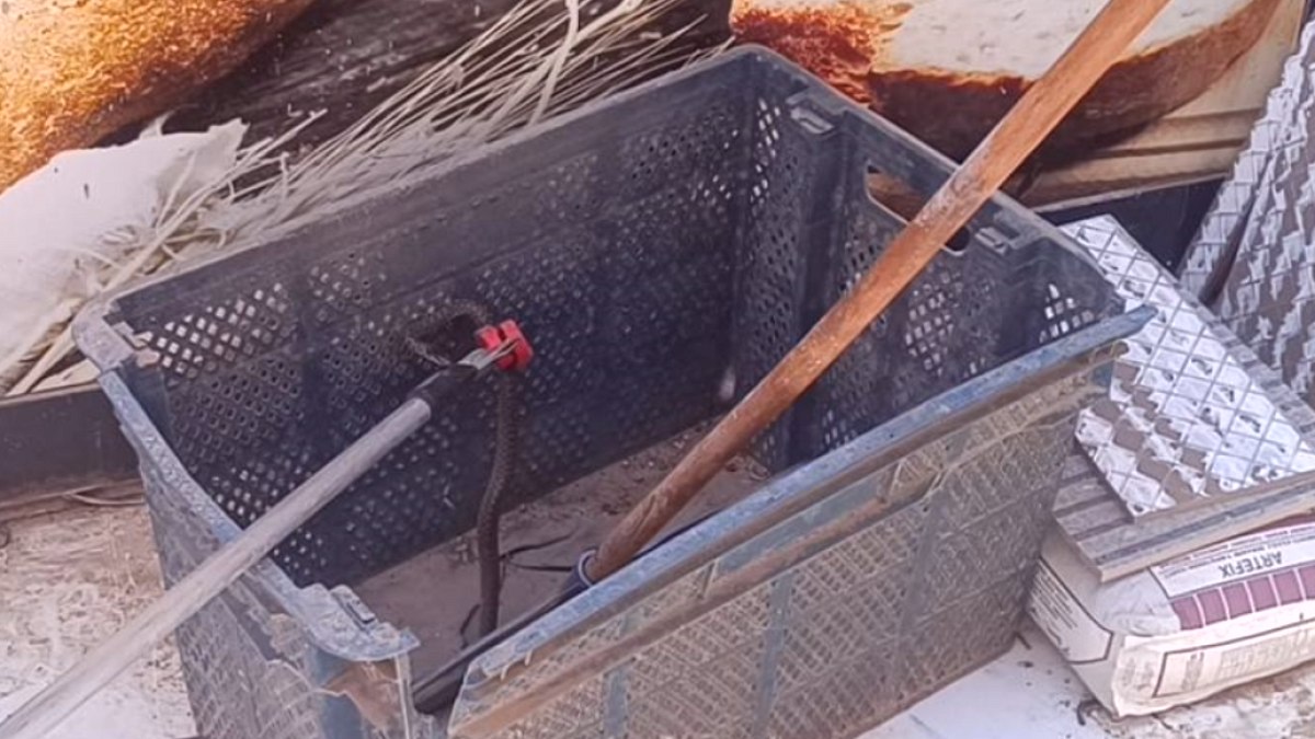 Gaziantep Fırınında Ekmek Sandığında Yılan Paniği: İtfaiye Kurtardı