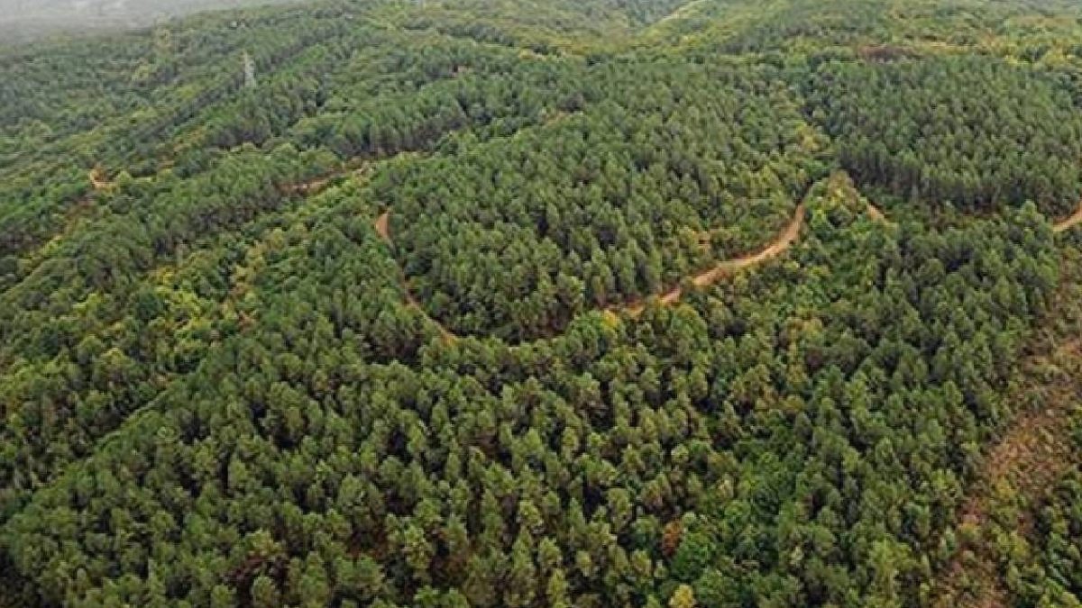 Tayvan'ın Zirvesi: 'Göksel Kılıç' Adlı Dev Köknar 84 Metreyi Aştı