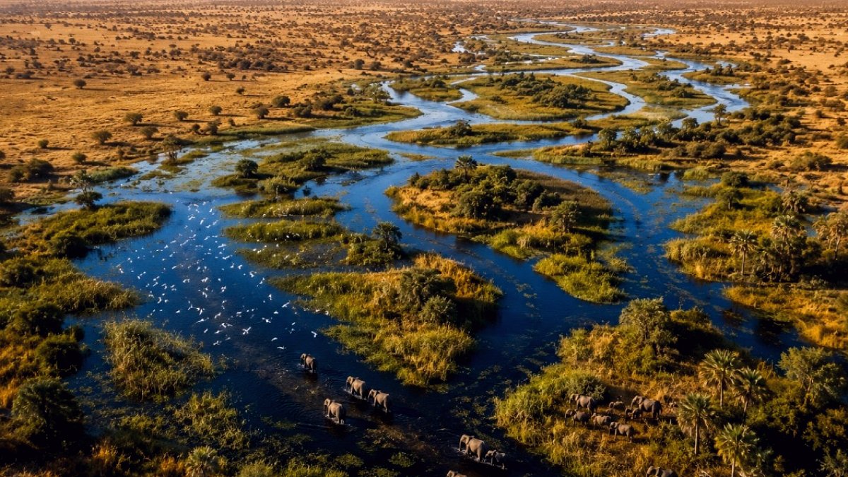 Okavango Nehri: Çöl Ortasında Hayat Vahası Yaratan Mucizevi Akıntı