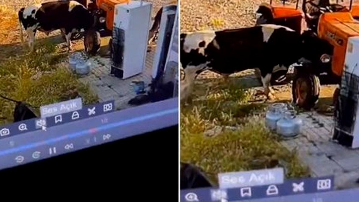 Tosunun Kaşıntısı Traktörü Harekete Geçirdi: İlginç Kaza