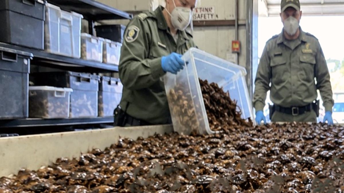 Gizli Bölmeden Çıkan 100 Bin Hamam Böceği: Avustralya'da Büyük Operasyon