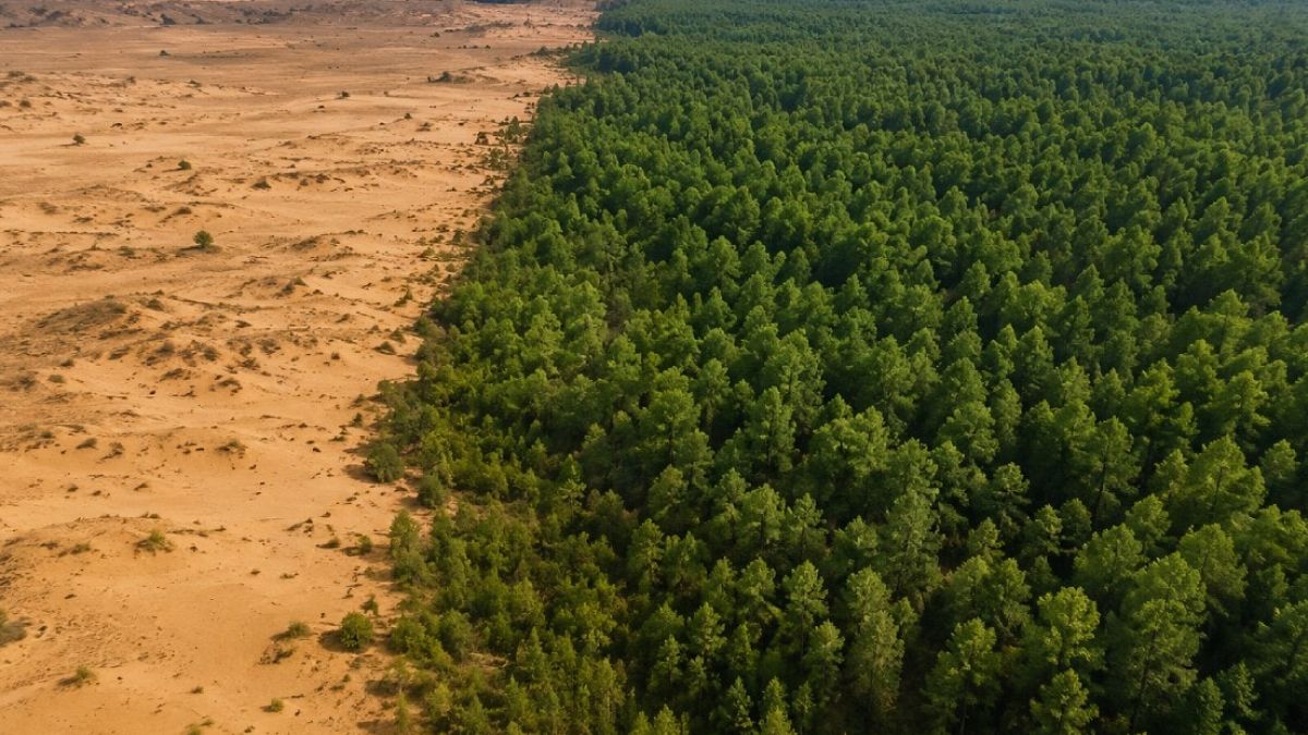 Çorak Arazinin Dönüşümü: 60 Yıllık Ağaçlandırma Destanı