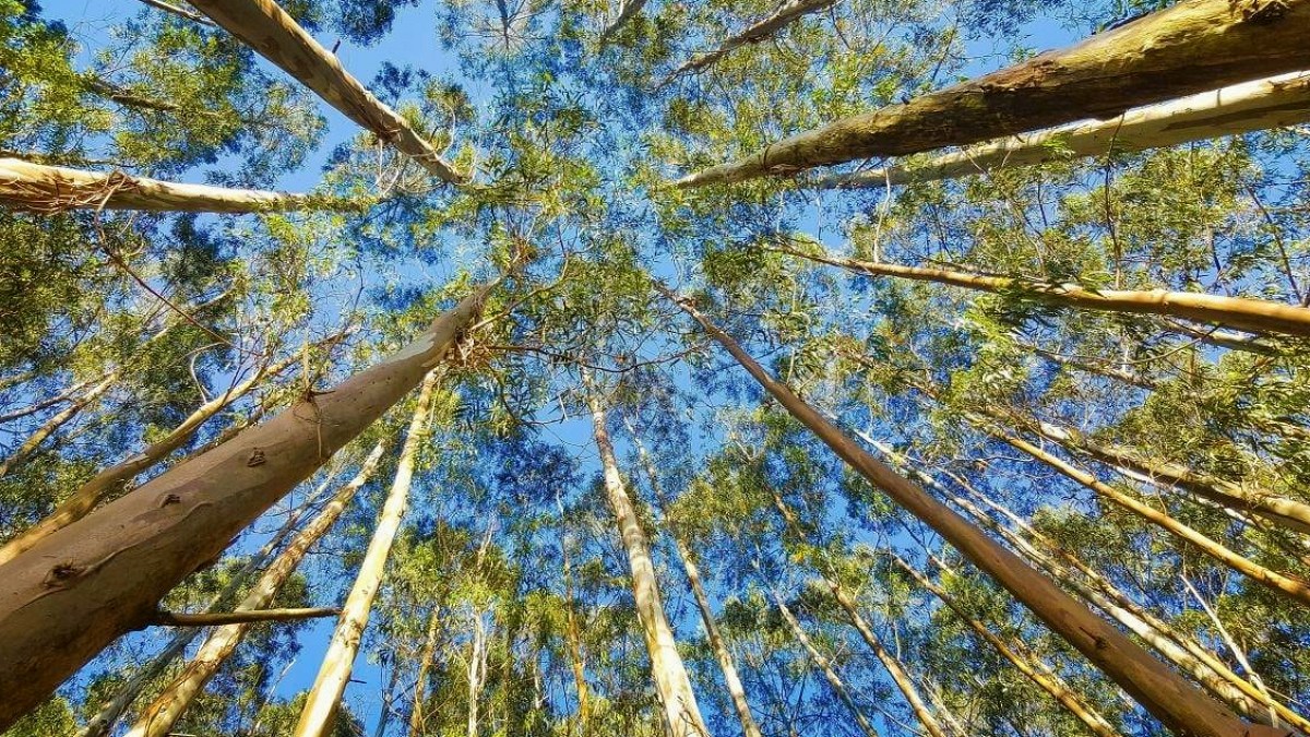 Okaliptüs Plantasyonları Biyoçeşitliliği Tehdit Ediyor