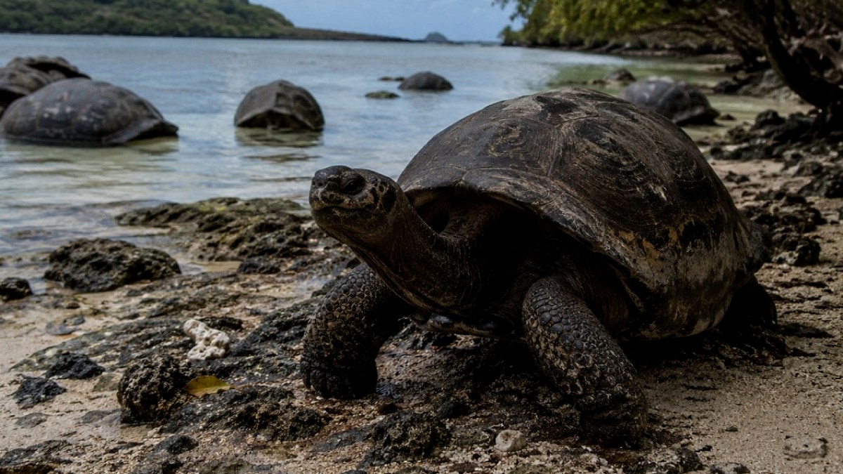 Round Island'da 180 Yıllık Sessizlik Kaplumbağalarla Sona Erdi