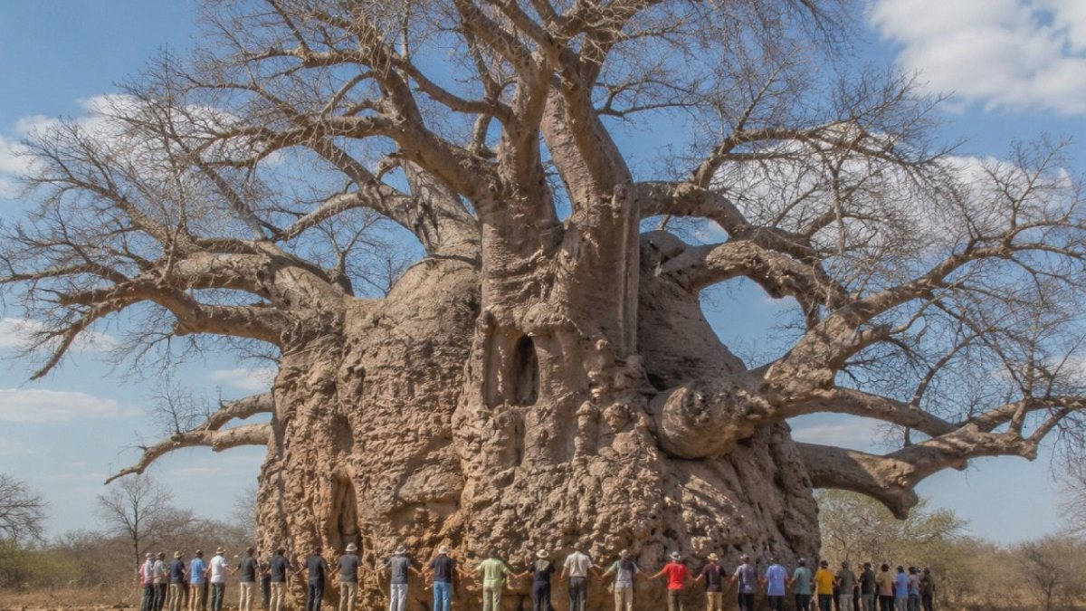 Dünyanın En Dev Baobab Ağacı: 20 Kişiyi Zor Çevreleyen Gövdesiyle Ayakta