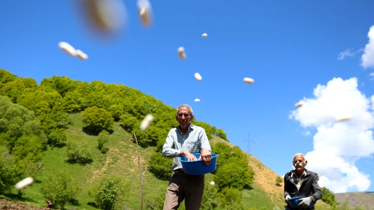 Bingöl'ün Altın Taneleri: Coğrafi İşaretli Kuru Fasulye Üreticisine Bereket Getirdi
