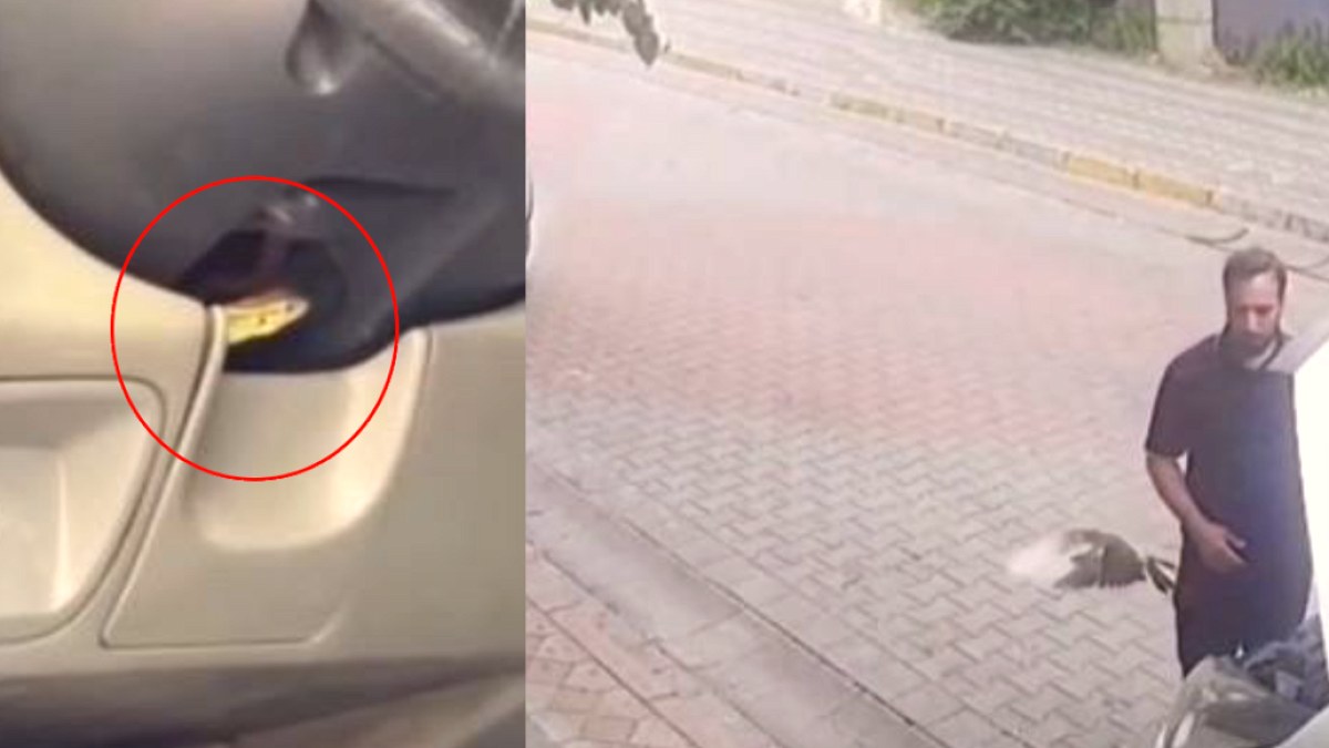Araçlarda Sıradışı Canlı Misafirler: Kaptan Köşkünde Kertenkele, Motor Bölmesinde Kuş