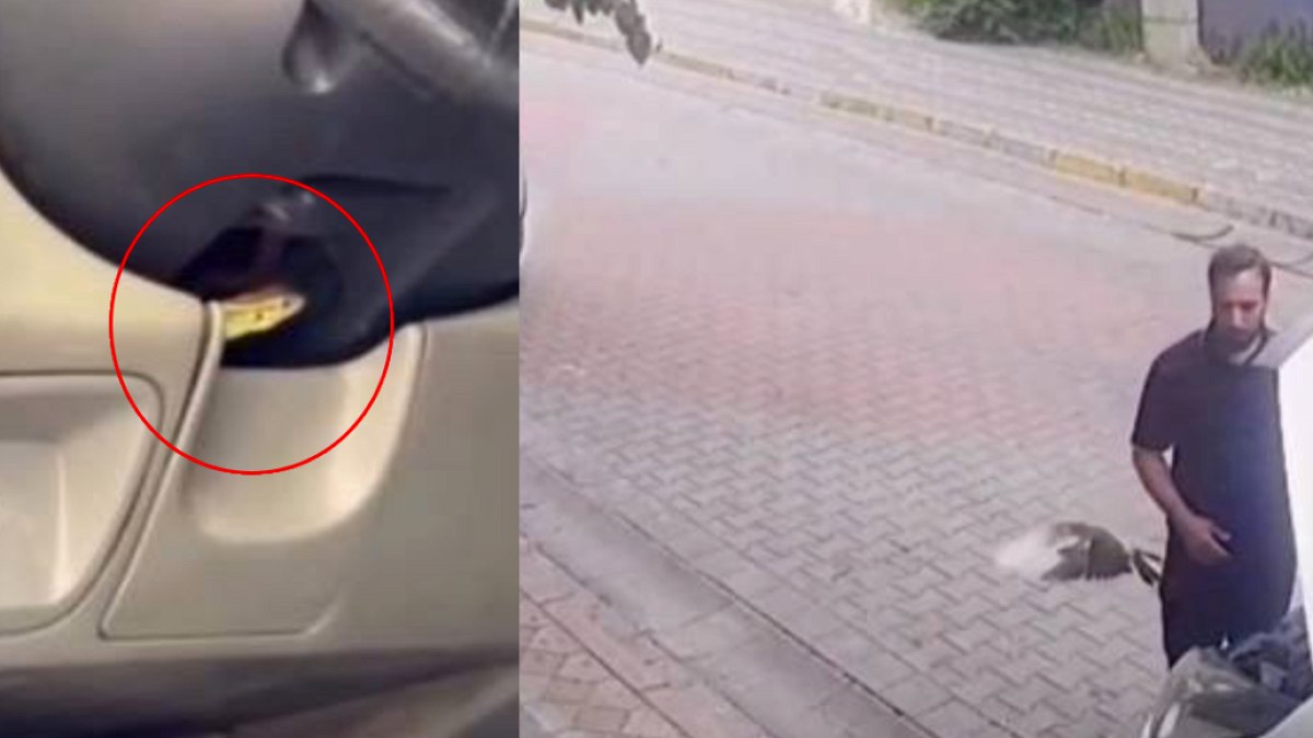 Araçlardan Çıkan Canlılar Sürücüleri Şaşırttı: Kuş ve Kertenkele Sürprizleri