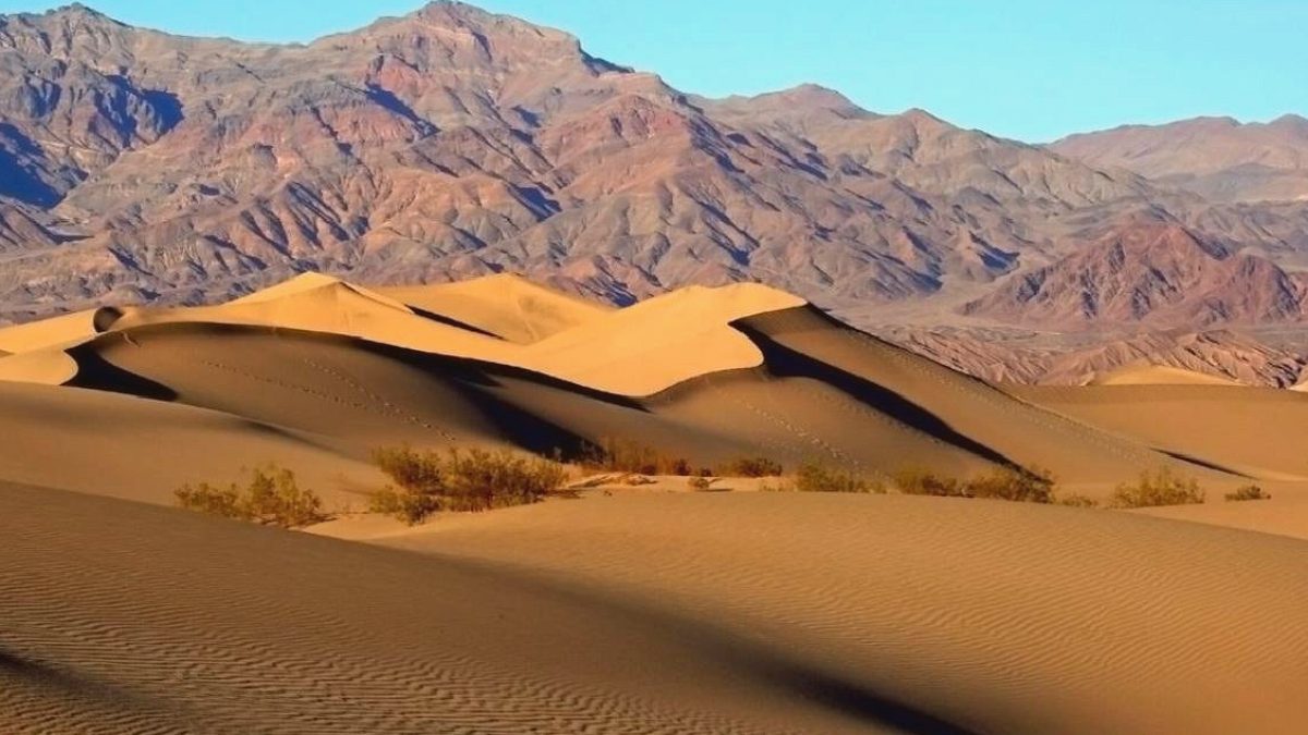 Mojave Çölü'nde Dev Yangın Sonrası Şaşırtan Keşif: Yer Altı Mantar Ağları Hayatta Kaldı
