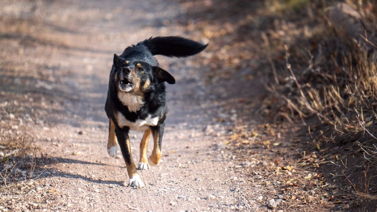 NATO Zirvesi Yaklaşırken Sokak Köpekleri İçin Toplama Talimatı