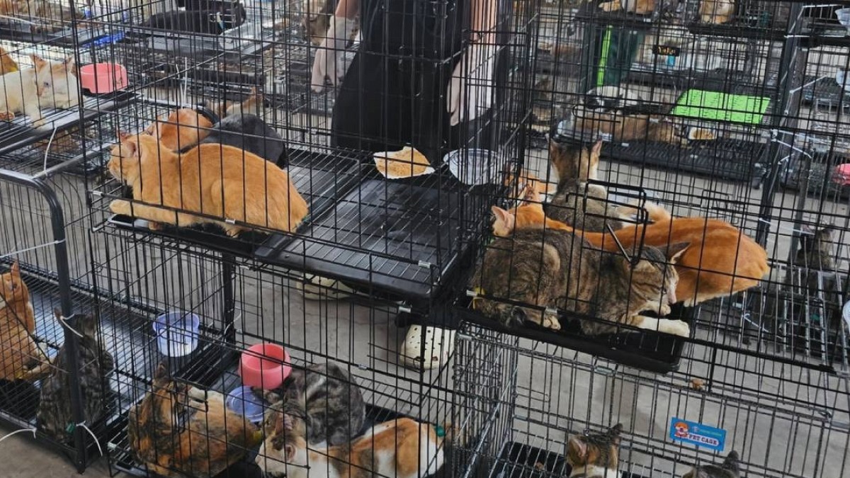 Vietnam'da Kedi Eti Operasyonu: 400 Canlı Hayvan Kurtarıldı, 9 Şüpheli Gözaltında