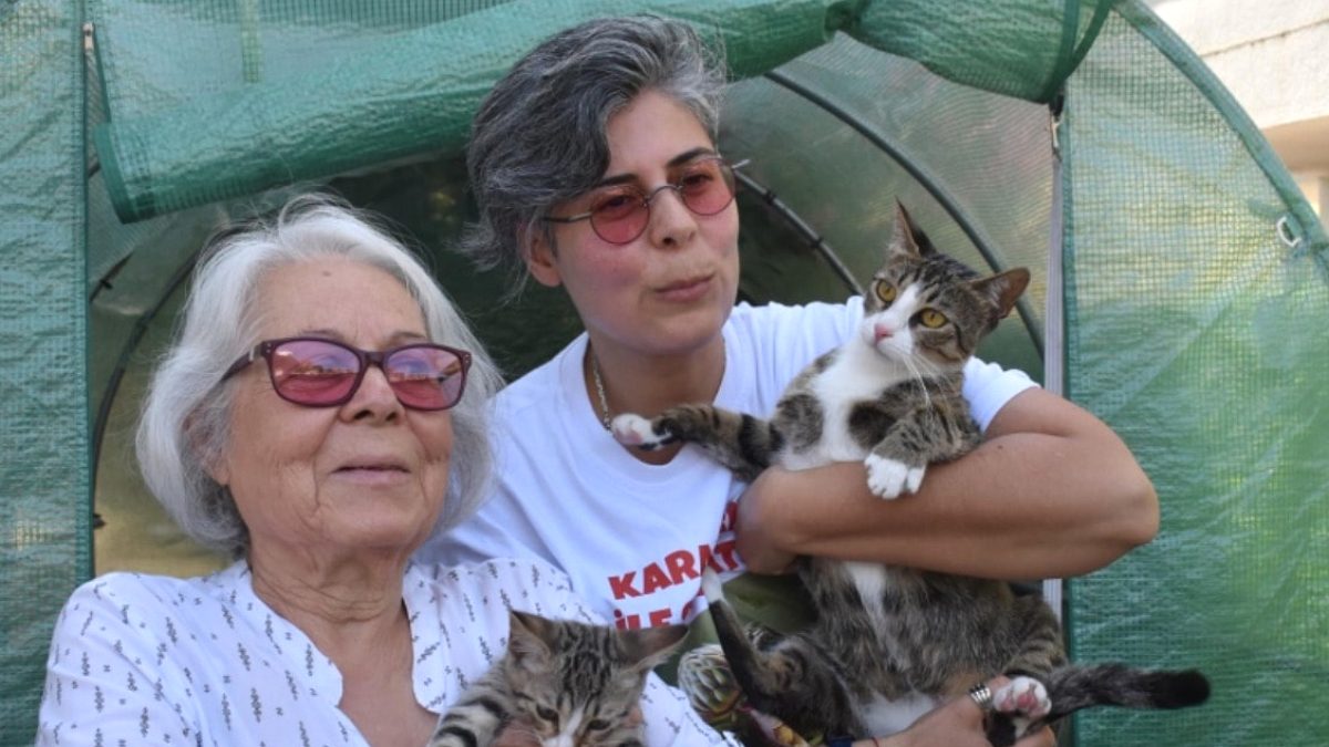 Sürpriz Doğum: Erkek Sanılan Kedi Anne Oldu, Çift Cinsiyetli Olduğu Anlaşıldı