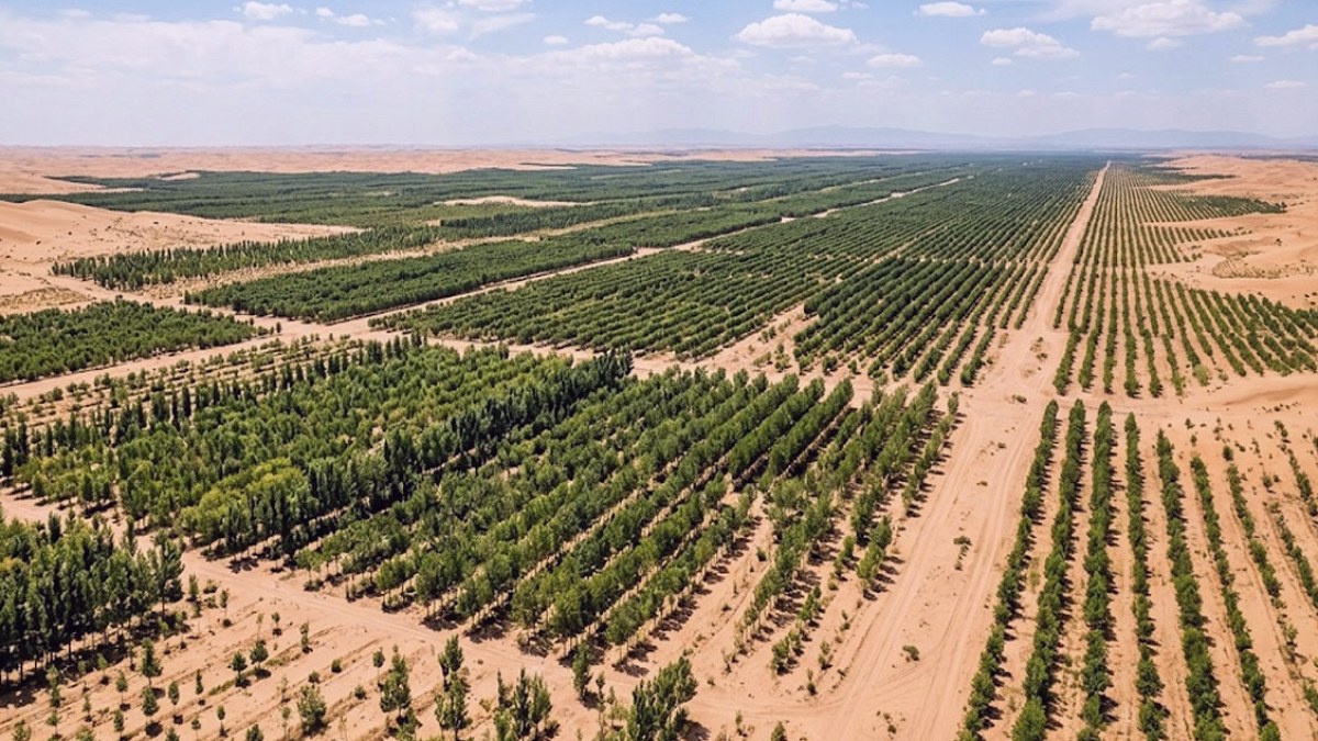Tek Kadın Başlattı, Milyonlarca Ağaçla Çölü Ormana Dönüştürdü