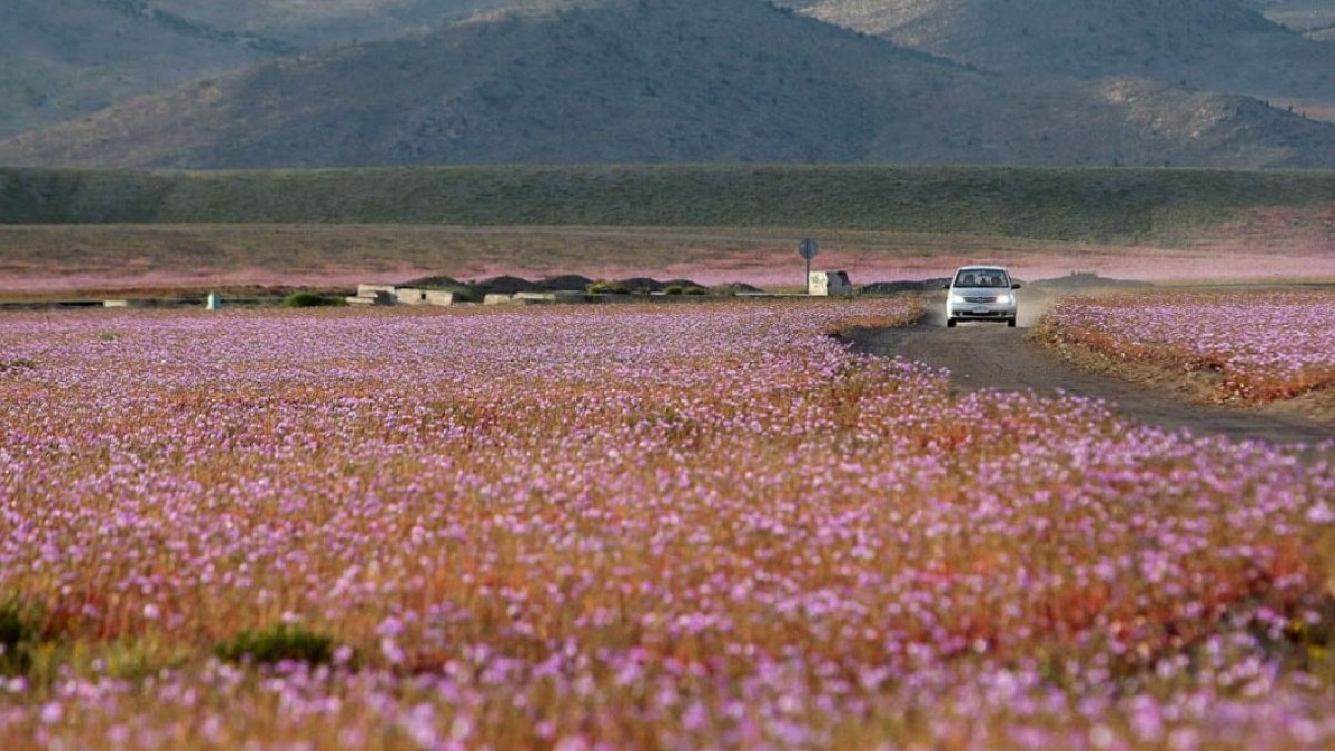 Atacama Çölü'nde Mucizevi Çiçeklenmeler: Kuraklık Bitti, Doğanın Yeniden Doğuşu