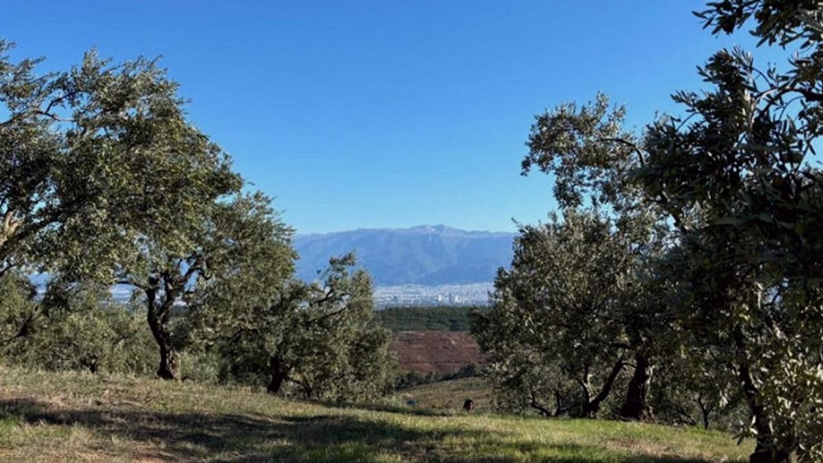 Muğla'da Zeytinlikler Kömür Madenleri İçin Acele Kamulaştırılıyor
