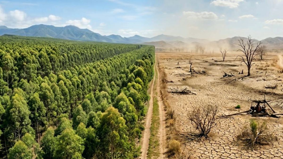Brezilya'da Kağıt Üretimi İçin Dikilen Okaliptüsler Çölleşmeye Yol Açtı
