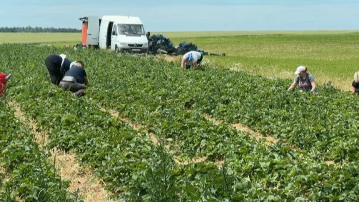 Ukrayna'da Çilek Hasadı: İşçiler İki Günde Aylık Gelir Elde Ediyor