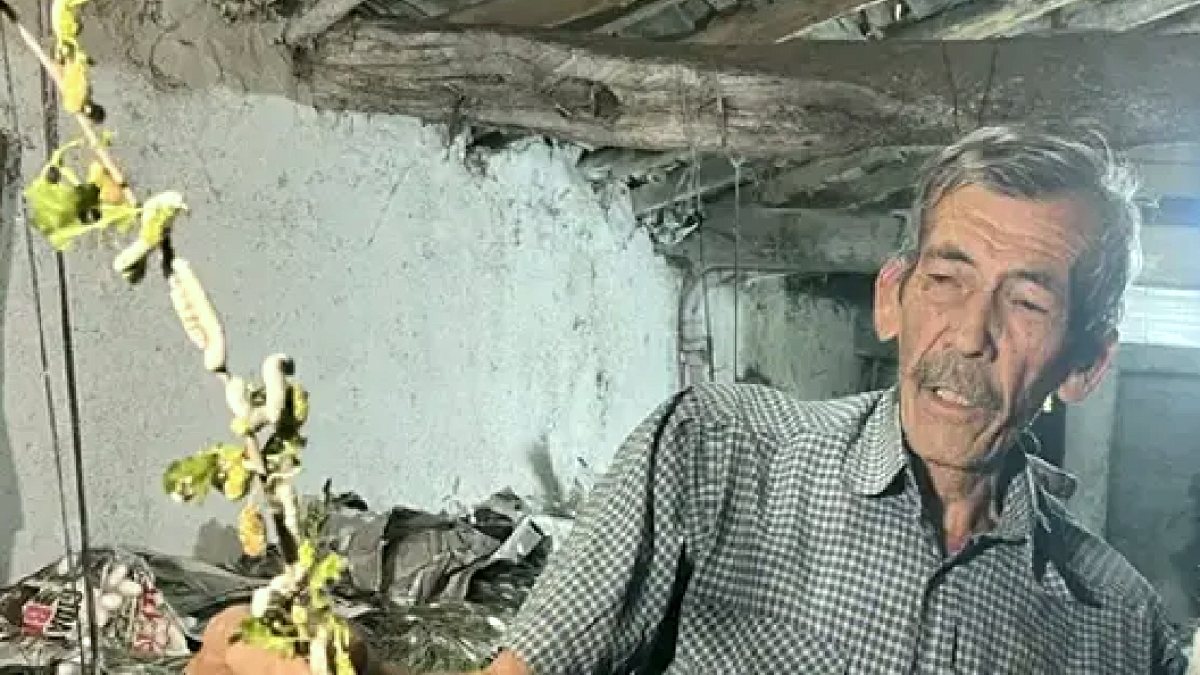 Ev Altında İpek Böceği Yetiştiriciliğiyle Yüksek Kazanç Sağlıyor