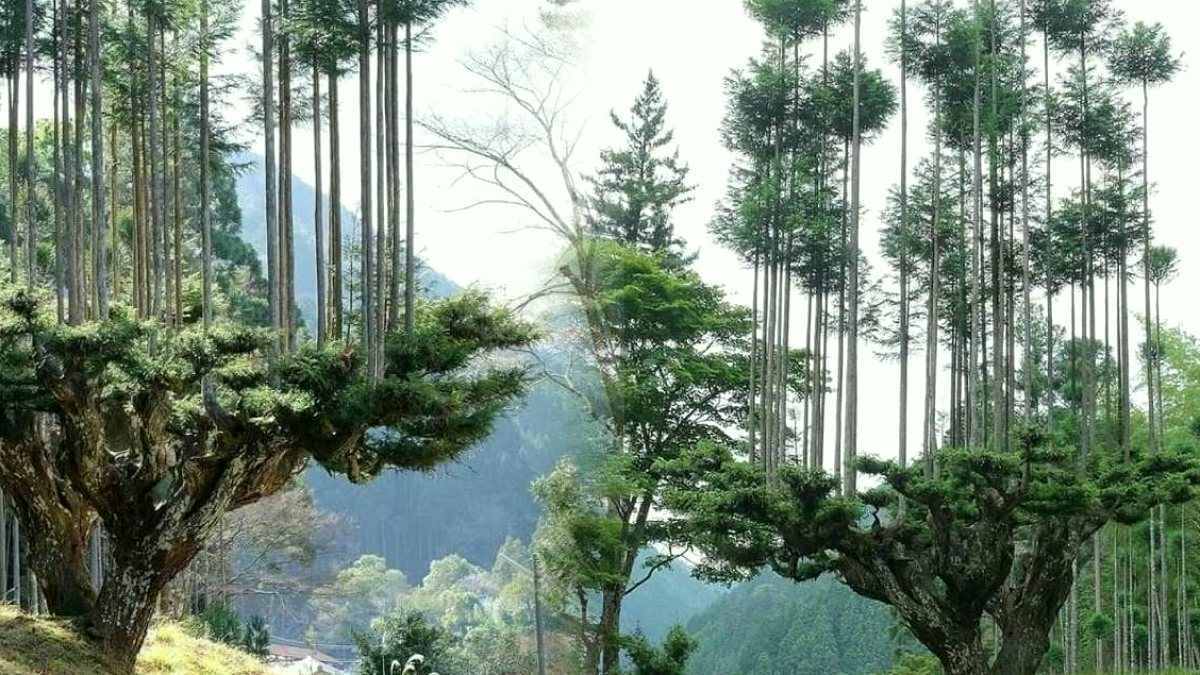 Japonya'da 800 Yıllık Gelenek: Ağaç Kesmeden Lüks Kereste Üretimi