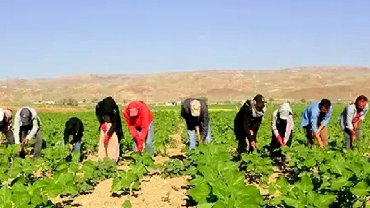 Mevsimlik Tarım İşçilerinin Zorlu Yaşam Mücadelesi: 600 km Yol, 7 Ay Çadır Hayatı