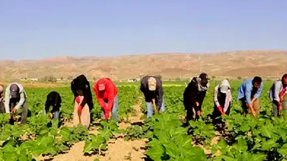 Mevsimlik Tarım İşçilerinin Zorlu Hayatı: 600 Km Yol, 7 Ay Çadırda Yaşam