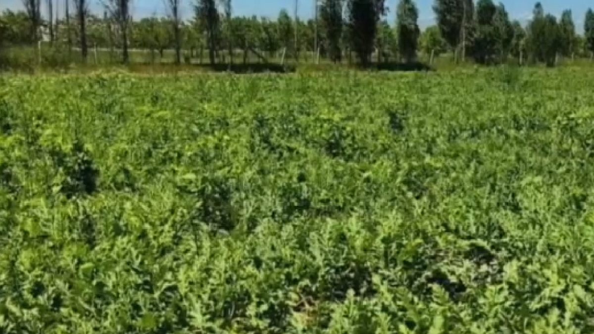 Doğu Anadolu'da Karpuz Hasadı Başladı: Lezzet İhracı Göreve Hazır