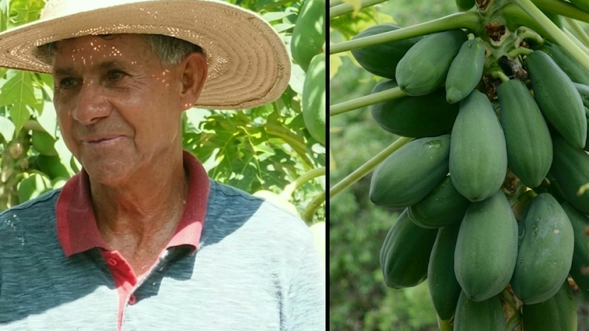 Kiralık Araziyi Altına Çevirdi: Papaya Üretimiyle Ayda 135 Bin TL Gelir Elde Ediyor