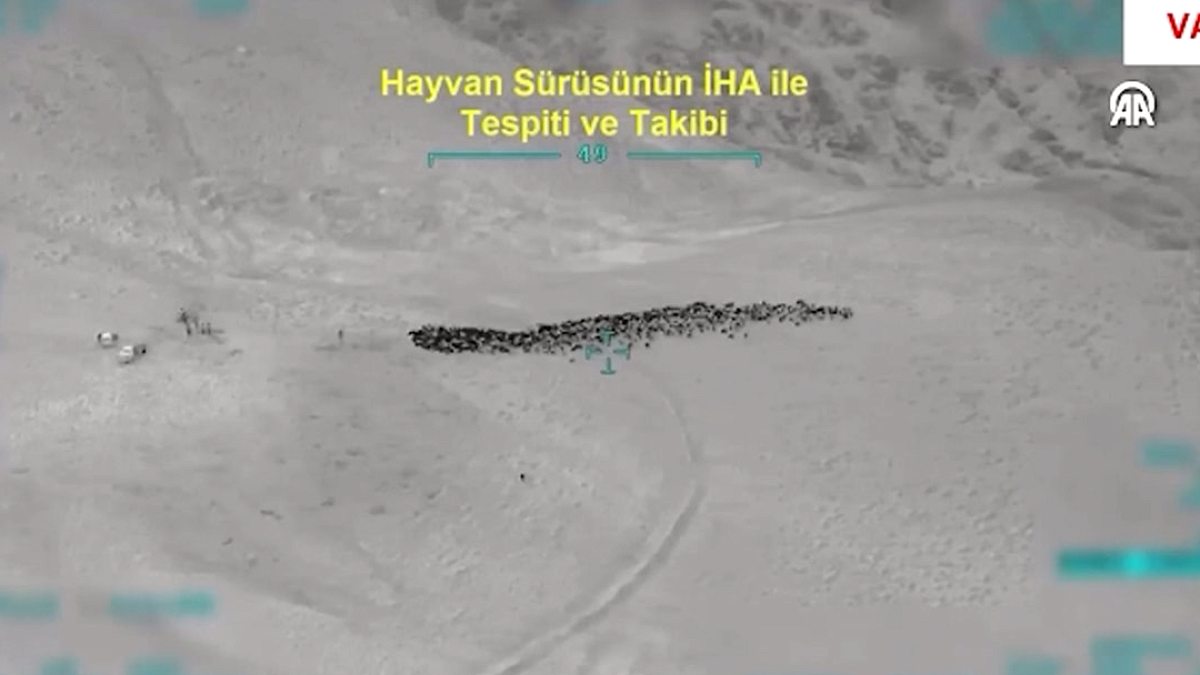 Van'da Çobanları Silahla Tehdit Eden Şüpheliler 800 Hayvanı Çaldı