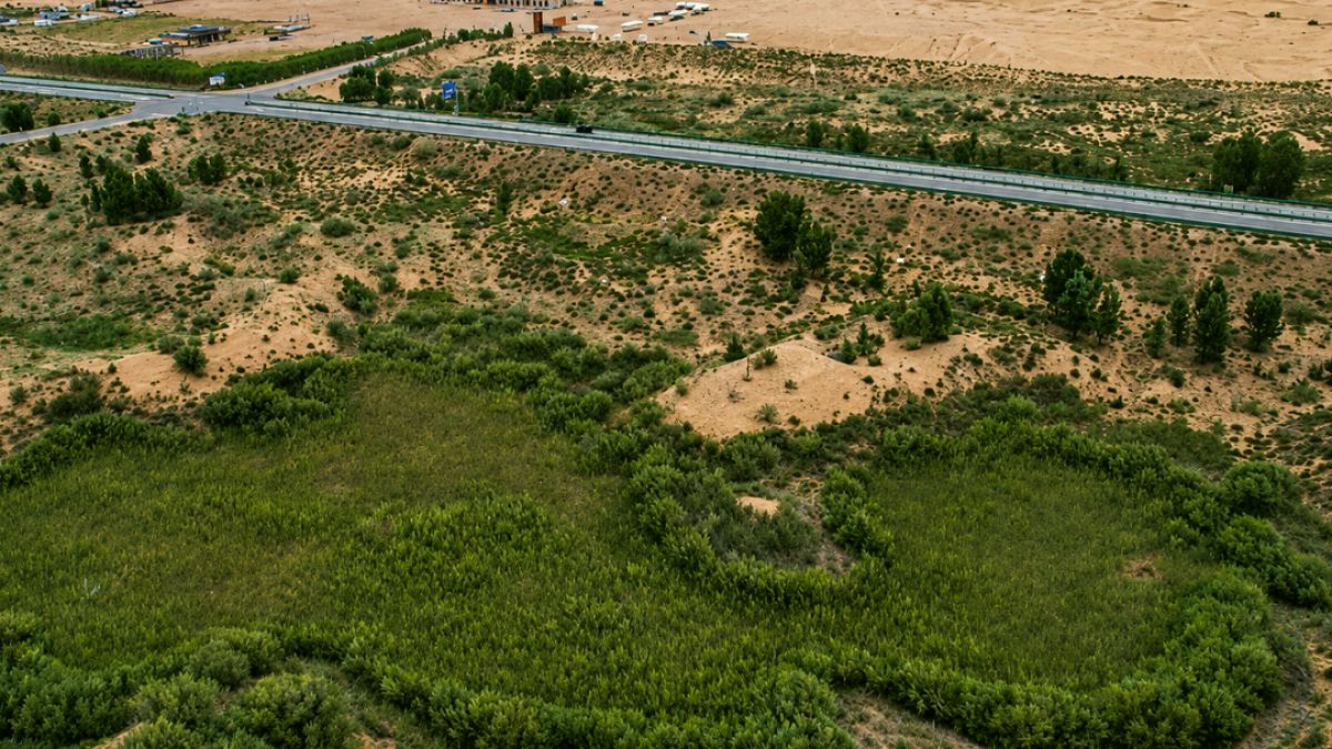 Çin'in Yeşil Duvarı: Yapay Ormanların Hızlı Büyümesi ve Sürdürülebilirlik Tartışmaları