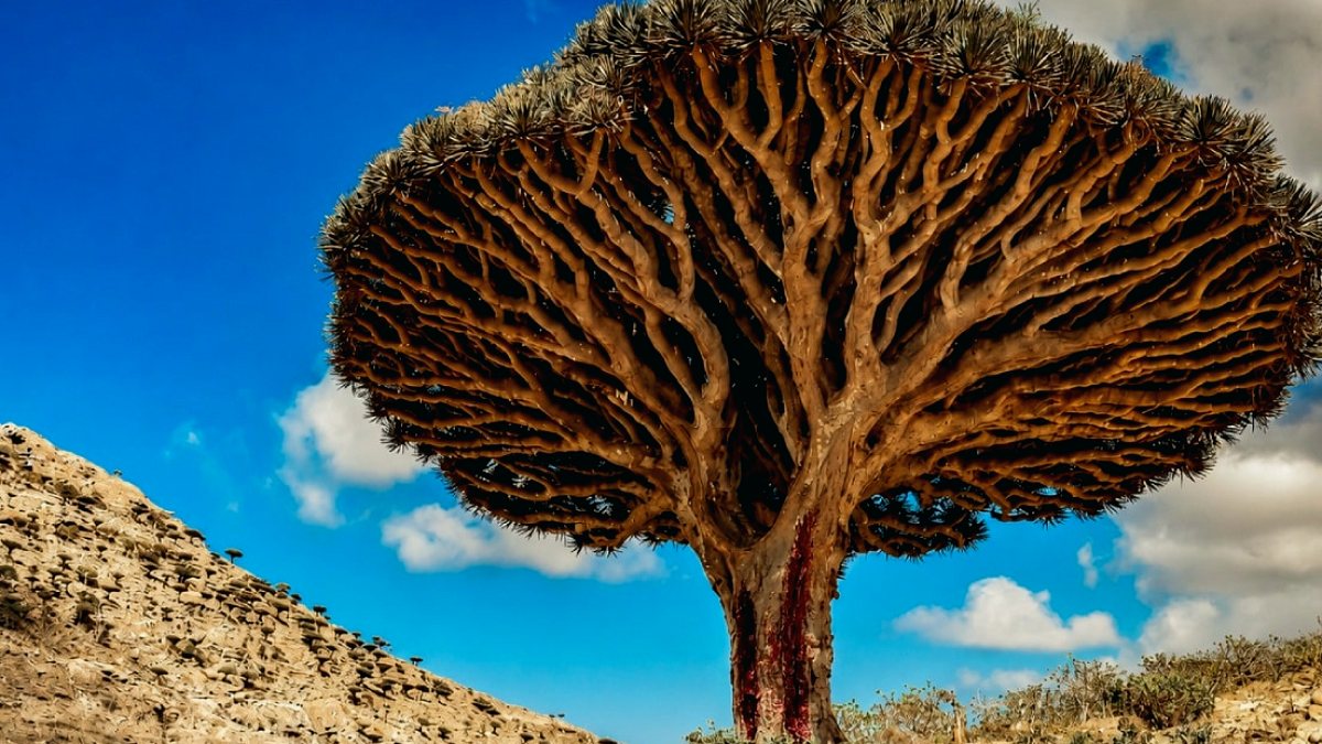 Socotra Adası'nın Kırmızı Kanlı Mucizesi: Ejderha Kanı Ağacı