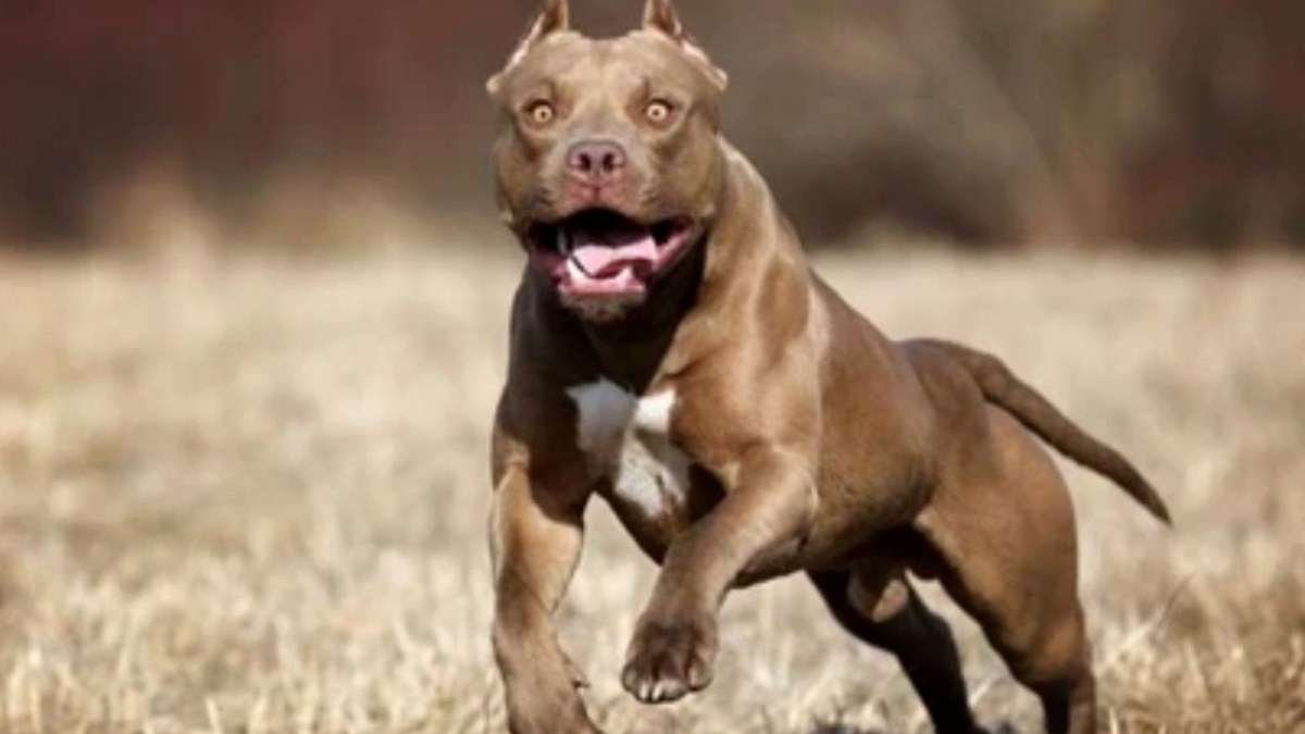 Almanya'da Kan Donduran Köpek Saldırısı: 4 Yaşında Çocuk Hayatını Kaybetti