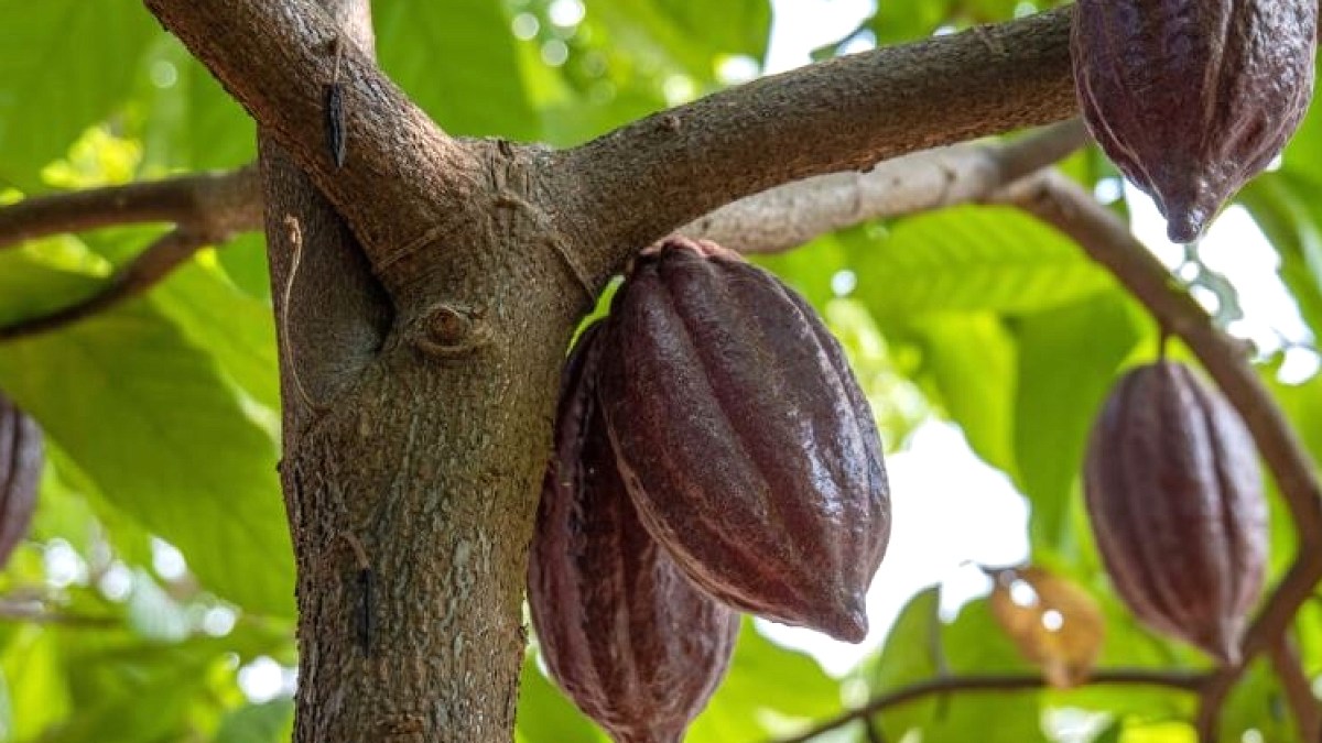 Peru'da Keşfedilen 4 Yeni Kakao Türü: Çikolata Dünyasında Devrim Yolda