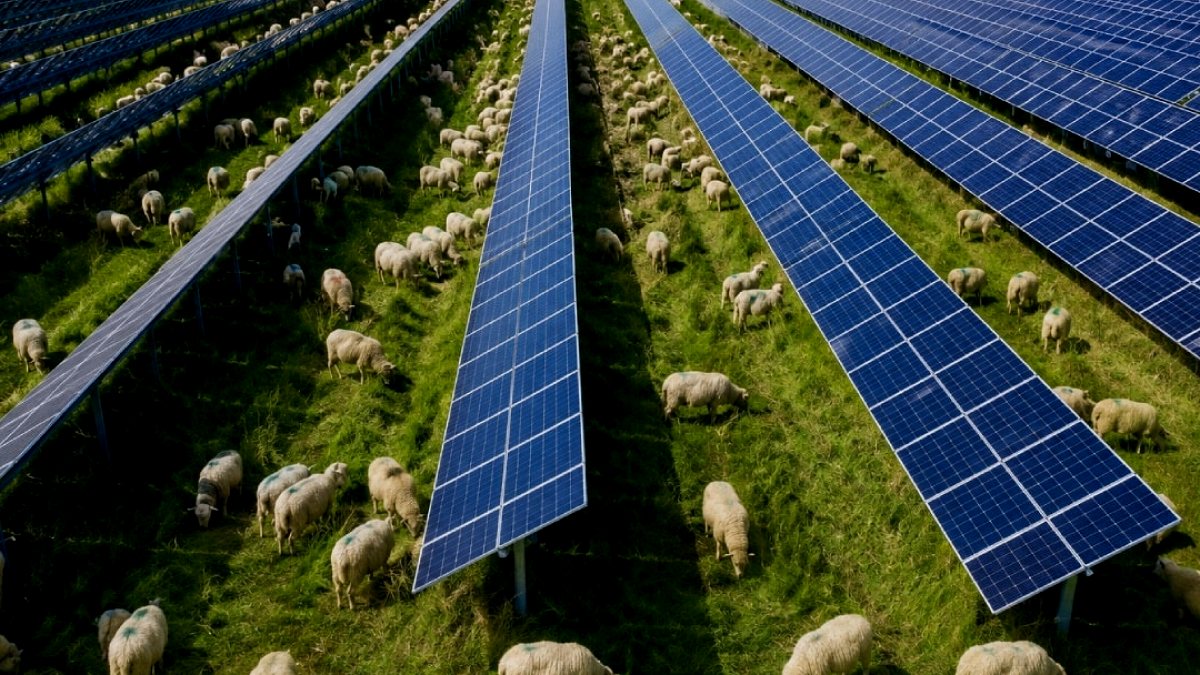 Güneş Enerjisi Santrallerinde Yenilikçi Çözüm: Koyunlar Bakım ve Üretimde