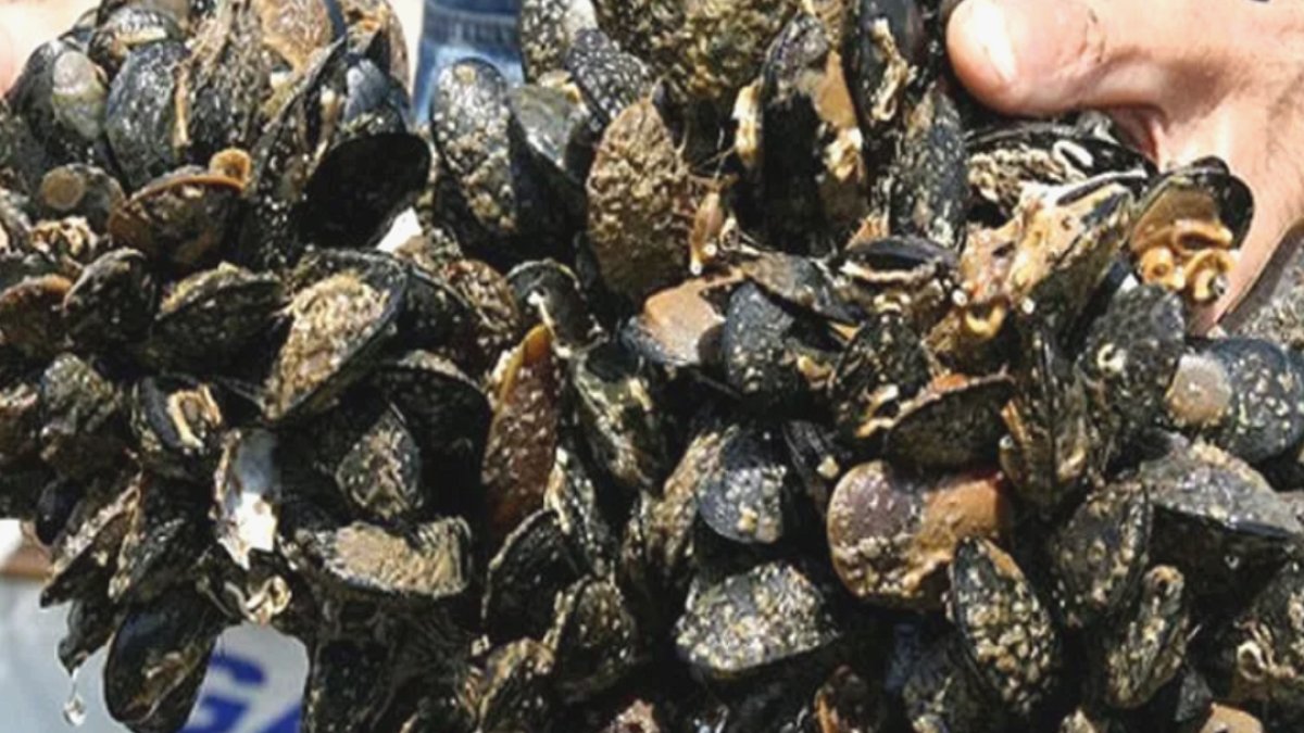 Yalova Sahillerinde 3 Ton Kaçak Midye Operasyonu: 2 Kişiye Yasal İşlem