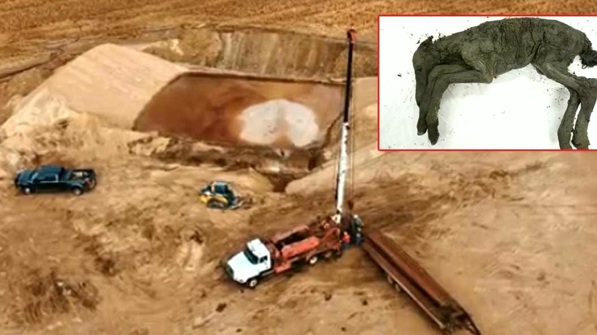 Sibirya'da Buzul Çağı'ndan 42 Bin Yıllık At Tayı Bulundu
