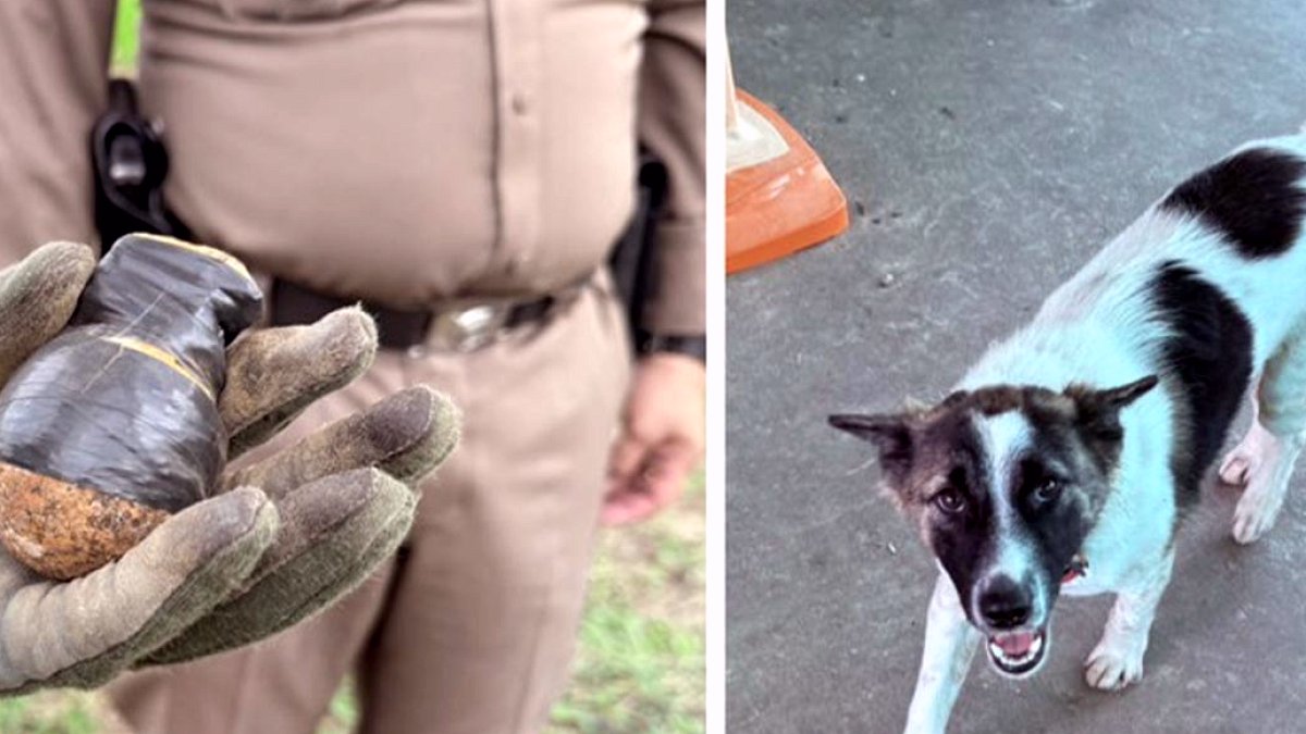 Tayland'da Köpeğin Getirdiği Cisim Polisi Harekete Geçirdi: Büyük Tehlike Önlenemedi