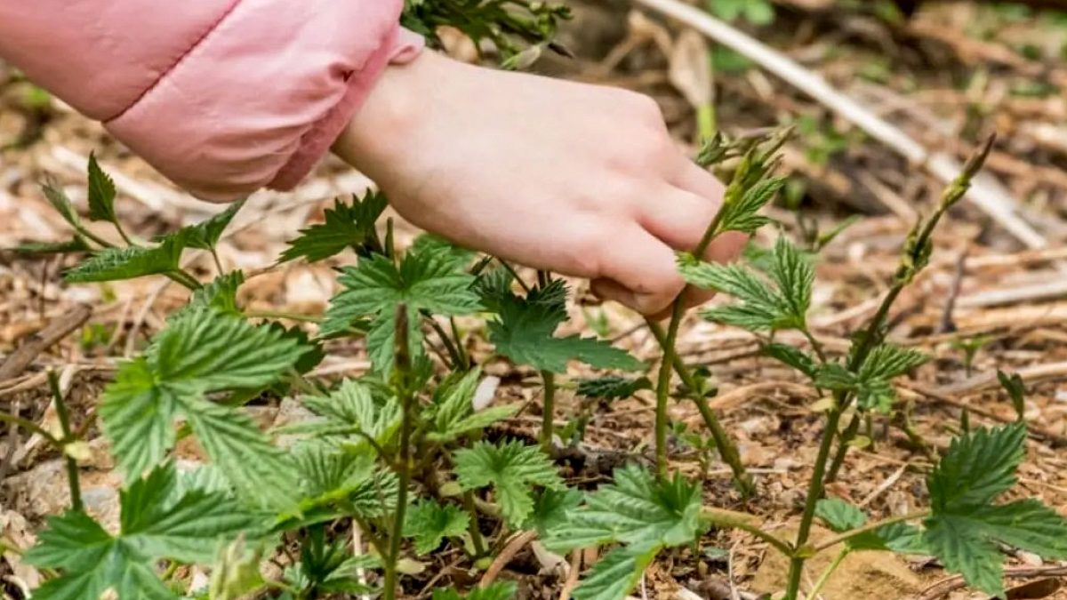 Türkiye'de Kendiliğinden Yetişen Değerli Sebze: Kilosu 53 Bin Lirayı Buluyor