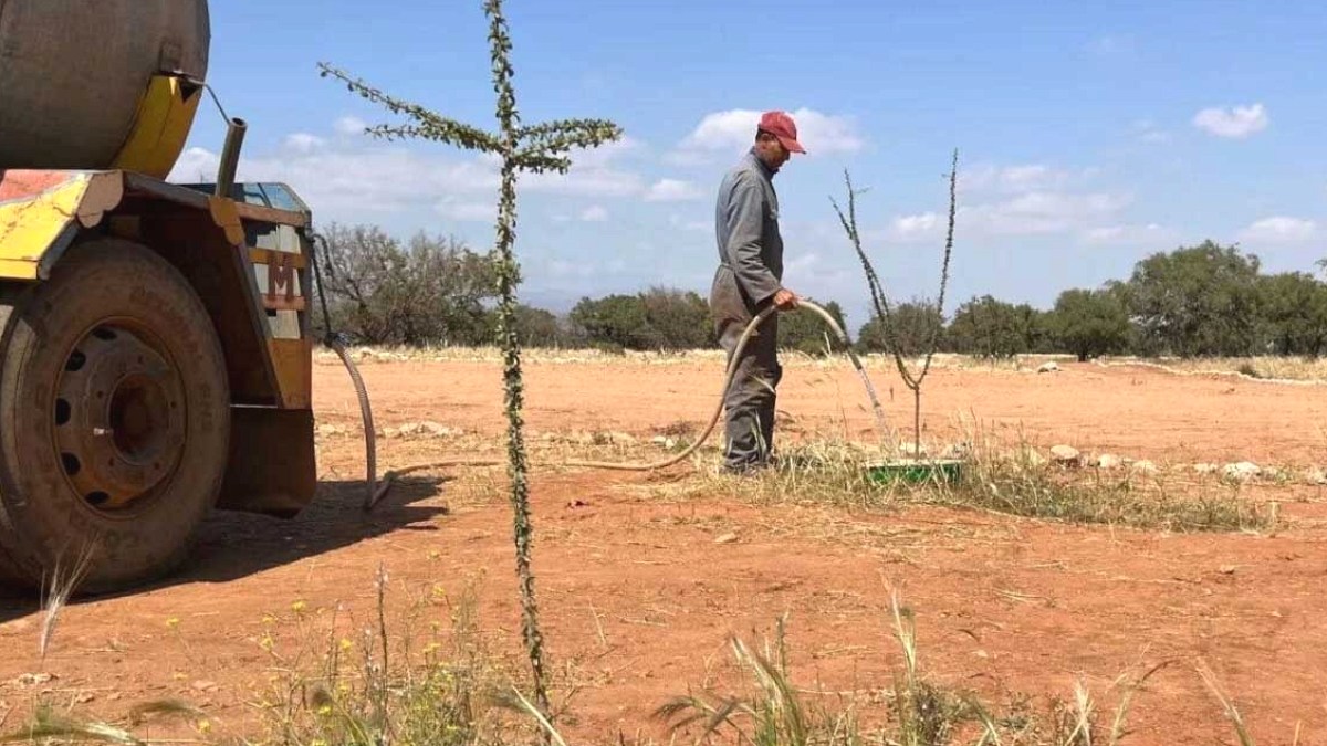 Fas'ın Mucizevi Teknolojisi: Çölü 1200 Hektarda Ormana Dönüştürdü