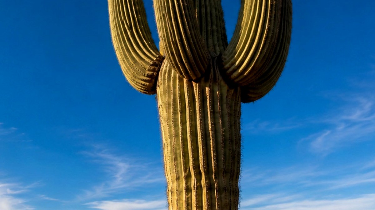 Saguaro Kaktüsü: Çölün 2 Tonluk Su Deposu Canlısı