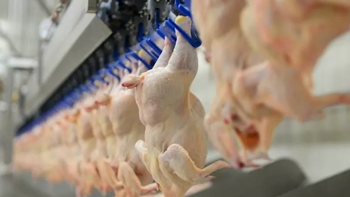 Mayıs Ayı Kümes Hayvancılığı Verileri: Tavuk Eti Üretimi Düştü, Yumurta Artışta