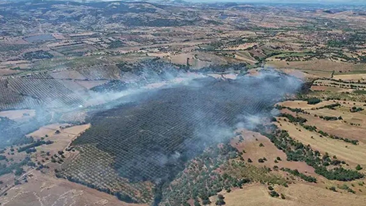 Manisa'da Orman Yangını Kontrol Altına Alındı: 15 Hektar Alan Kül Oldu