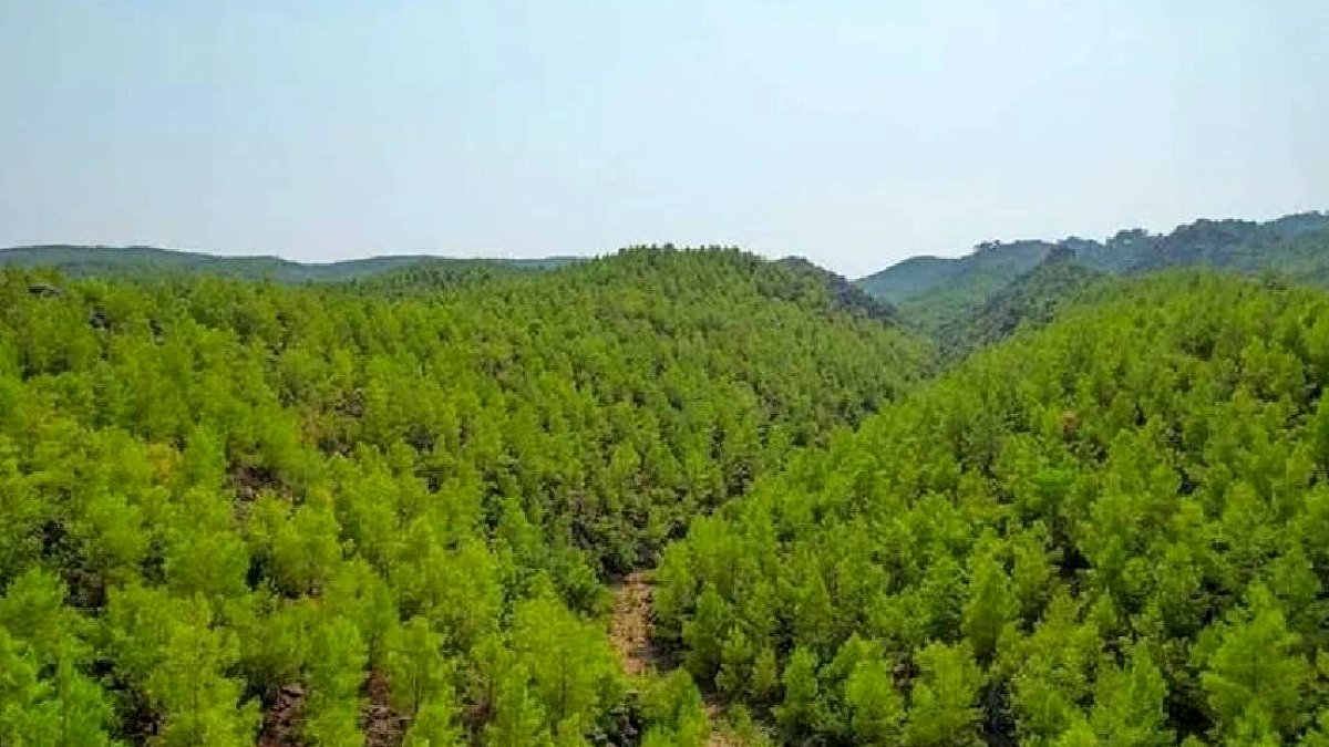 Bolu'da Yangın Riskine Karşı Ormanlara Giriş Kapatıldı