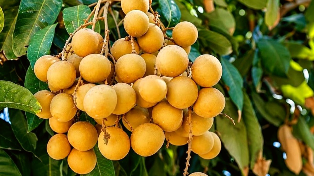 Brezilya'da Gizemli Longan Meyvesi: Yüksek Gelir Potansiyeli ve Bilinmezlik