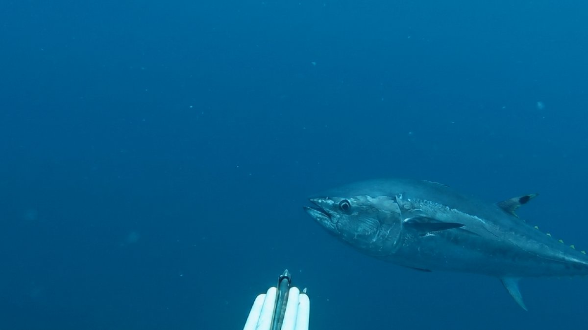 Gökçeada'da Dev Orkinos Avı: 1.82 Metre Boyunda, 65 Kilo