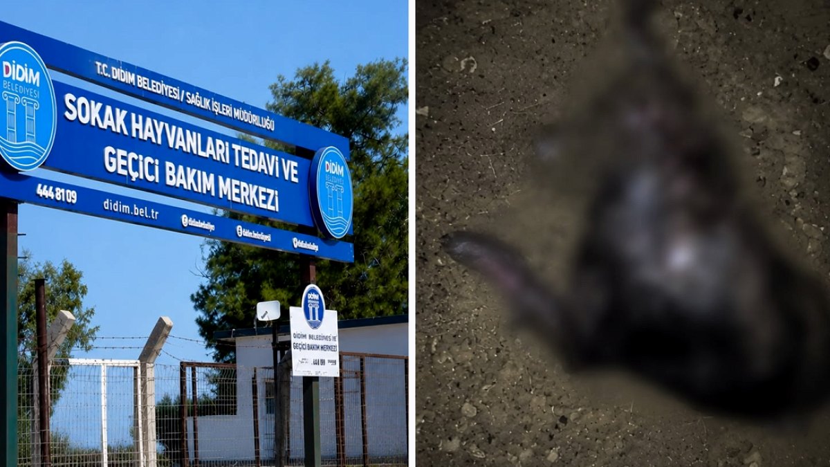 Didim'de Hayvan Barınağı Skandalı: Ölü Köpekler Sistemde 'Canlı' Görünüyor İddiası