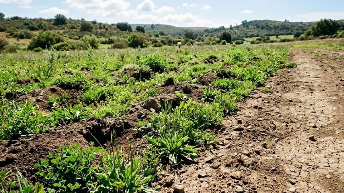 Afrika'da Çölleşmeye Karşı Dev Kaplumbağaların Şaşırtan Başarısı