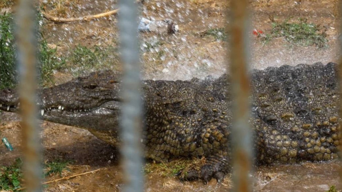 İsrail'den Tartışmalı Hamle: Filistinli Mahkumlar İçin Timsahlı Cezaevi İddiası