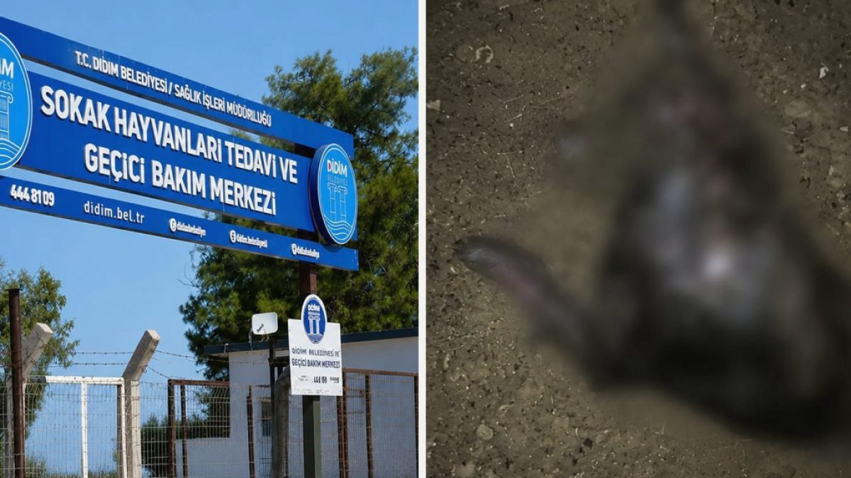 Didim'de Hayvan Barınağında Skandal İddia: Ölü Köpekler 'Yaşıyor' Görünüyor