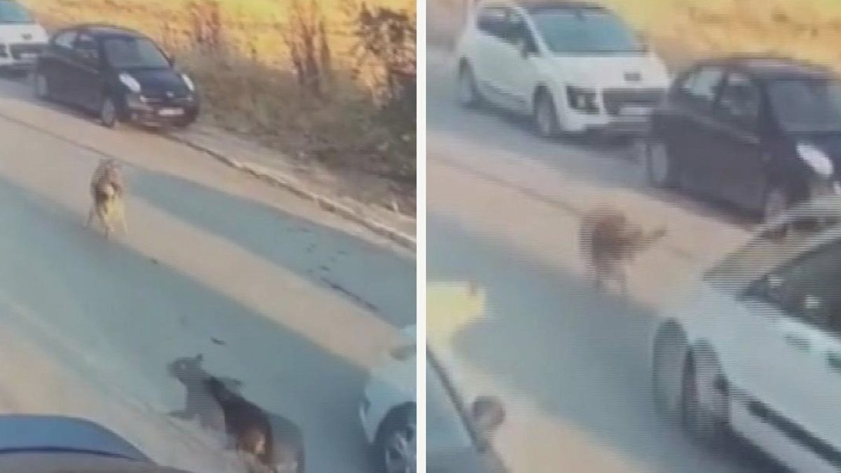 Silivri'de Can Dostumuza Acımasızca Vuran Sürücü Tutuklandı